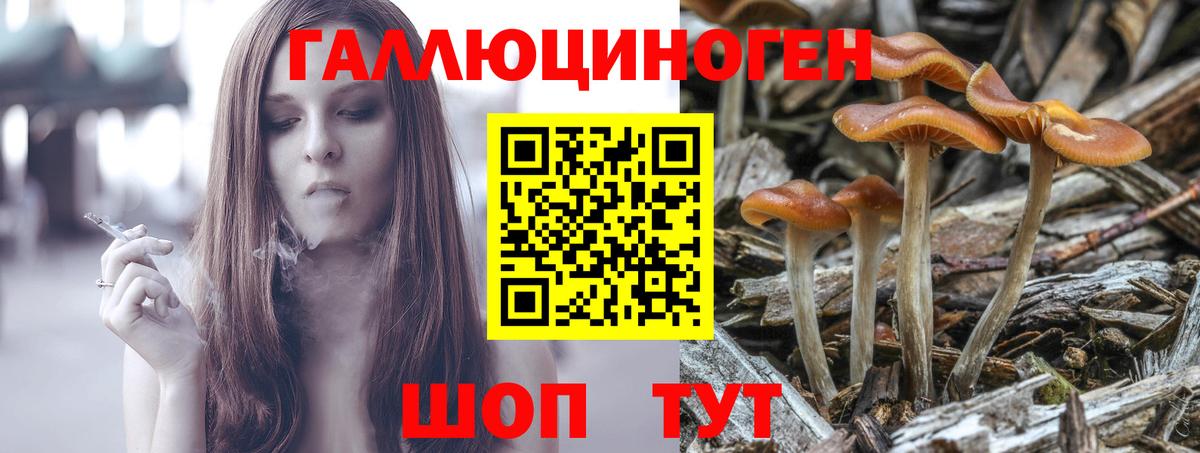 Псилоцибиновые грибы Cubensis Барабинск